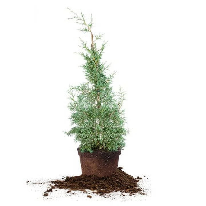 3 Gal. Carolina Sapphire Cypress Tree - Fast Growing - Unique Blue Green Foliage - Exclusive Design