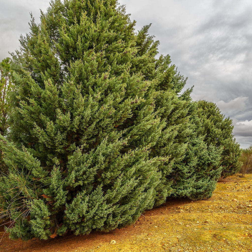 3 Gal. Carolina Sapphire Cypress Tree - Fast Growing - Unique Blue Green Foliage - Exclusive Design