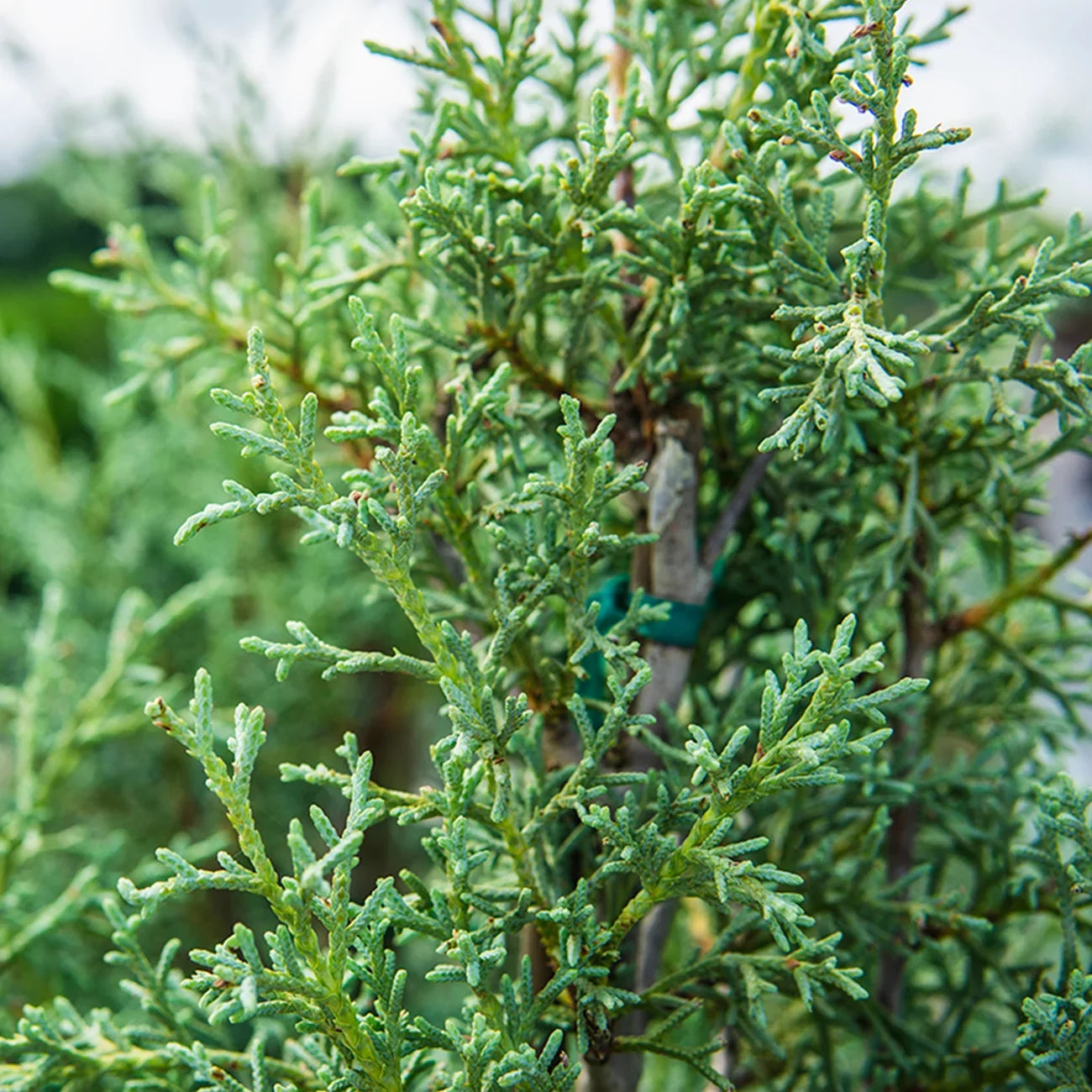 3 Gal. Carolina Sapphire Cypress Tree - Fast Growing - Unique Blue Green Foliage - Exclusive Design